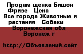 Продам щенка Бишон Фризе › Цена ­ 30 000 - Все города Животные и растения » Собаки   . Воронежская обл.,Воронеж г.